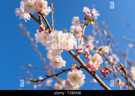 Fiori di Primavera su Prunus x subhirtella autumnalis. Foto Stock