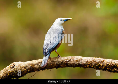 Blyth's starling, Sturnia malabarica, i Ghati Occidentali, India. Foto Stock