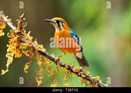 Arancio-guidato i tordi, Geokichla citrina, i Ghati Occidentali, India. Foto Stock