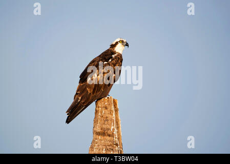 Osprey, Pandion haliaetus, Goa, India. Foto Stock