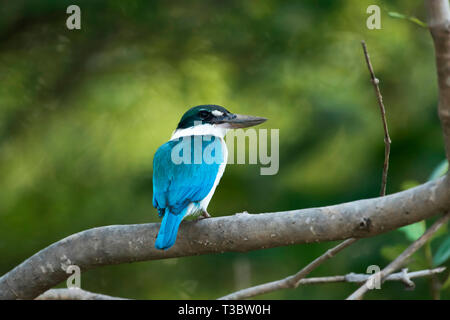 A collare, kingfisher Todiramphus chloris, Goa, India. Foto Stock