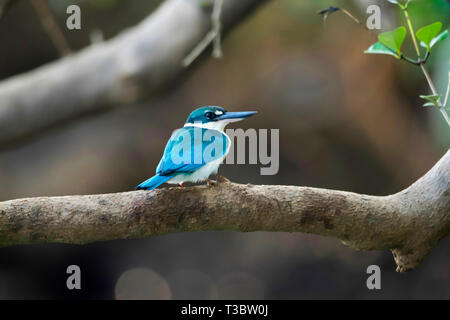 A collare, Kingfisher Todiramphus chloris, Goa, India. Foto Stock