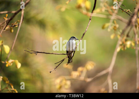 Grandi cuckooshrike, Coracina macei, femmina, India. Foto Stock