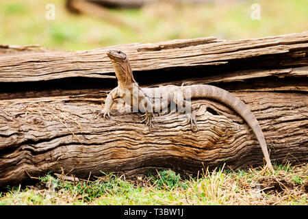 Comuni indiana monitor lizard, Ranthambore Riserva della Tigre, Rajasthan, India. Foto Stock
