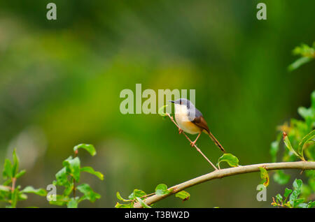 Ashy prinia o ashy wren-trillo, Prinia socialis, Pune, Maharashtra, India. Foto Stock