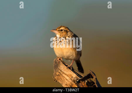 Allodola di una piccola massa-abitazione songbird di Pune, Maharashtra, India. Foto Stock