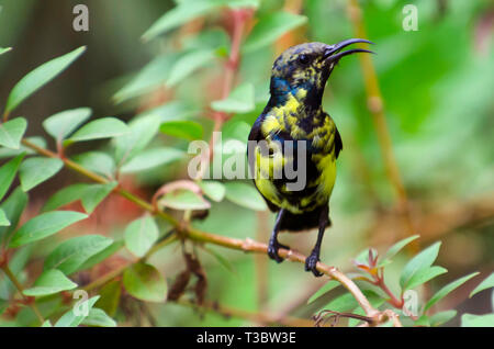 Viola rumped sunbird, Leptocoma zeylonica di Pune, Maharashtra, India. Foto Stock