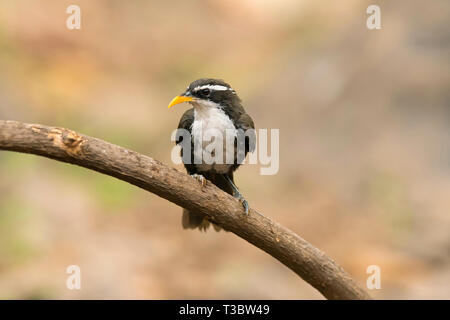 Indian scimitar babbler, Pomatorhinus horsfieldii di Pune, Maharashtra, India. Foto Stock