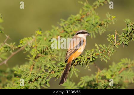 Lunga coda di shrike o rufous-backed shrike, Lanius schach Pune, Maharashtra, India. Foto Stock