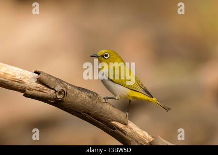 Oriental bianco-eye, Zosterops palpebrosus di Pune, Maharashtra, India. Foto Stock