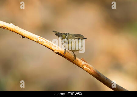 Hume foglia del trillo o di Hume trillo, Phylloscopus humei di Pune, Maharashtra, India. Foto Stock