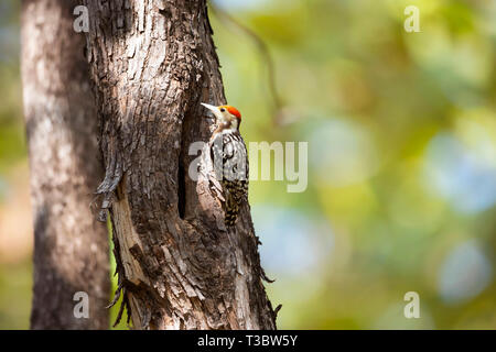 Giallo-incoronato picchio, Leiopicus mahrattensis o Mahratta picchio, India. Foto Stock