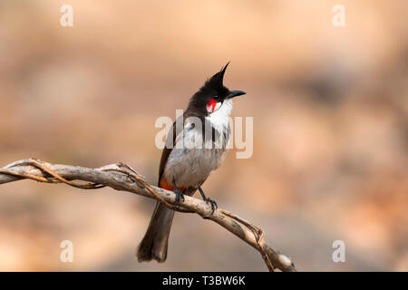 Rosso-whiskered bulbul, Pycnonotus jocosus di Pune, Maharashtra, India. Foto Stock