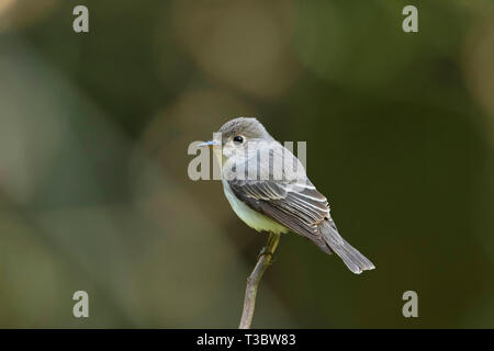 Marrone asiatica flycatcher, Muscicapa dauurica, India. Foto Stock