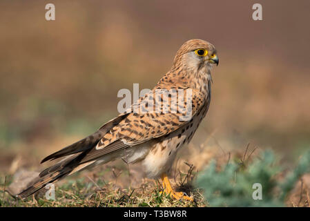 Comune, il Gheppio Falco tinnunculus, femmina, Pune, Maharashtra, India. Foto Stock