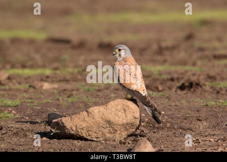 Comune, il Gheppio Falco tinnunculus, maschio, Pune, Maharashtra, India. Foto Stock