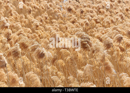 Reed a secco sul lago. Golden reed erba del sun. Foto Stock