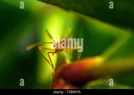 Rosso/Weaver Ant su foglia verde, close-up di ripresa macro di faccia di ant Foto Stock