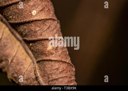 Foglie secche: dettagli arancione/marrone foglie macro Foto Stock