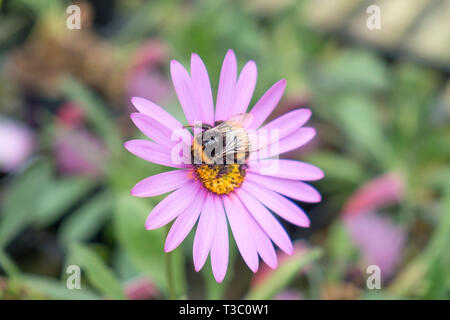 Un Bombo la raccolta di nettare dal fiore di Osteospermum jucundum var. compactum. Foto Stock