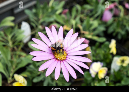 Un Bombo la raccolta di nettare dal fiore di Osteospermum jucundum var. compactum. Foto Stock