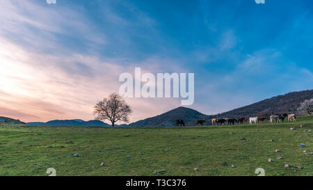 La primavera in montagna, vacche su verde prato pascolo accanto alla lonely quercia durante il sunrise Foto Stock