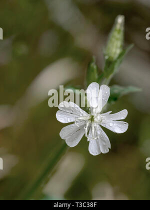 White Campion selvaggio fiore, Silene latifolia, closeup dettaglio in natura. Foto Stock