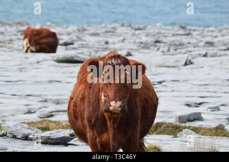 Mucche al pascolo nella contea di Clare Irlanda su The Burren. Foto Stock