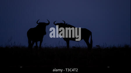 Gnu stagliano nella prateria. Fotografato a crepuscolo presso il Sabi Sands Game Reserve, Kruger Mpumalanga, Sud Africa. Foto Stock