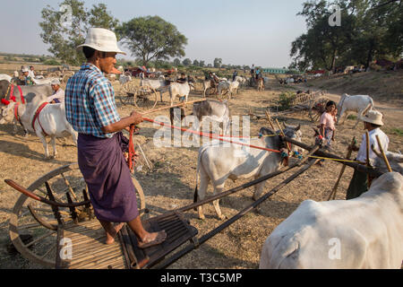 Oxcart gara al Vesak luna piena festa per celebrare il compleanno di Buddha a Shwe Yin Pagoda Maw, vicino a Thazi, Myanmar (Birmania). Foto Stock