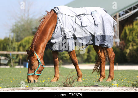 Vista laterale foto di un giovane delle corse ippiche dopo la formazione con un nuovissimo hherapy magnetico coperta di cavallo alla Fattoria degli animali il tempo primaverile Foto Stock