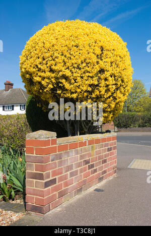 Impianto di forsitia Foto Stock