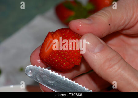 Macro shot di fragole lavate vengono tagliate da una donna con il coltello per frutta, naturalmente ben curato womens mani tagliate appena lavate le fragole in piccoli Foto Stock