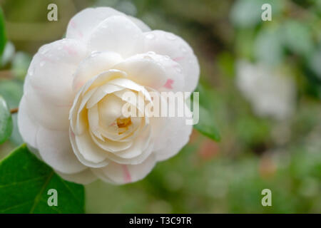 Close-up di Camellia White nun (Camellia japonica) nel mese di aprile. Vista di una fioritura di Camellia Bianco fiore con foglie verdi. Foto Stock
