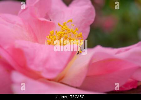 Close-up di una Pink Camellia (Camellia japonica) con gocce di pioggia sulla terra. Foto Stock