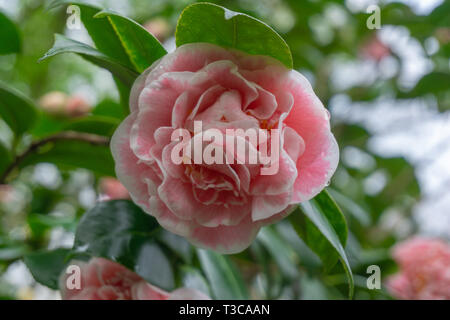 Pink Camellia jean clere (Camellia japonica) nel mese di aprile. Close-up di un bianco e rosa Camellia Flower. Foto Stock