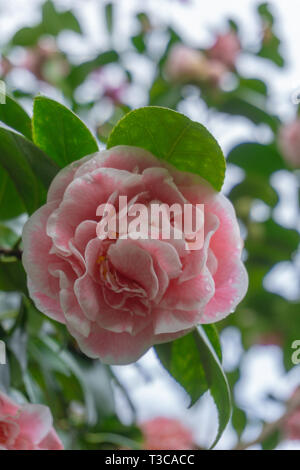 Pink Camellia jean clere (Camellia japonica) nel mese di aprile. Close-up di un bianco e rosa Camellia Flower. Foto Stock