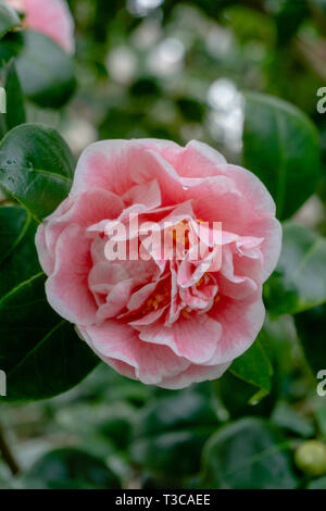 Pink Camellia jean clere (Camellia japonica) nel mese di aprile. Close-up di un bianco e rosa Camellia Flower. Foto Stock