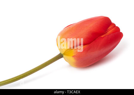 Red tulip flower isolati su sfondo bianco Foto Stock