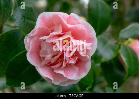 Pink Camellia jean clere (Camellia japonica) nel mese di aprile. Close-up di un bianco e rosa Camellia Flower. Foto Stock