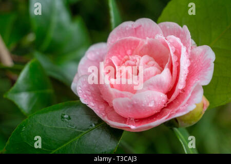 Pink Camellia jean clere (Camellia japonica) nel mese di aprile. Close-up di un bianco e rosa Camellia Flower. Foto Stock