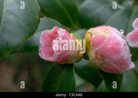 Pink Camellia jean clere (Camellia japonica) nel mese di aprile. Close-up di un bianco e rosa Camellia Flower. Foto Stock