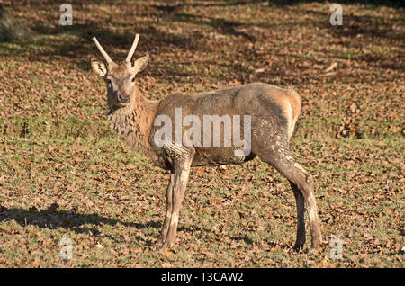 RED Deer Cervus Elaphus captive Foto Stock