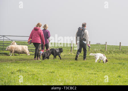 Cani a piedi attraverso le pecore Foto Stock