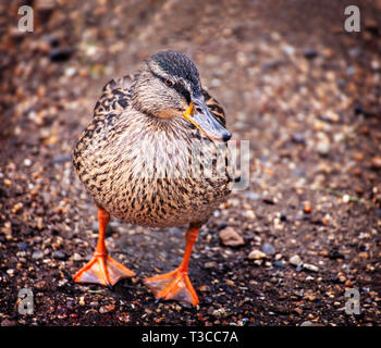 Un livello di terra vista di una femmina sculettando Mallard duck, REGNO UNITO Foto Stock