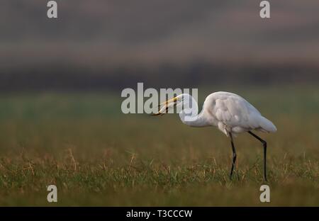 Fauna selvatica, Uccelli, mammiferi, insetti, Arte, Architettura, Macro, Paesaggio Foto Stock