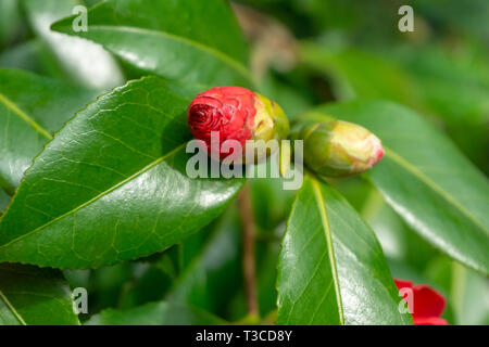 Close-up di un bel rosso immacolato Camellia japonica (asso di cuori) con foglie verdi. Vista di un rosso Camellia Flower. Foto Stock