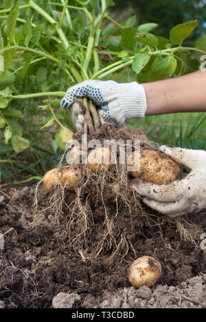 Le mani del giardiniere con boccola di scavo potato in un orto, primo piano Foto Stock