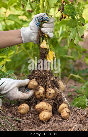 Le mani del giardiniere con boccola di scavo potato nel giardino vegetale Foto Stock