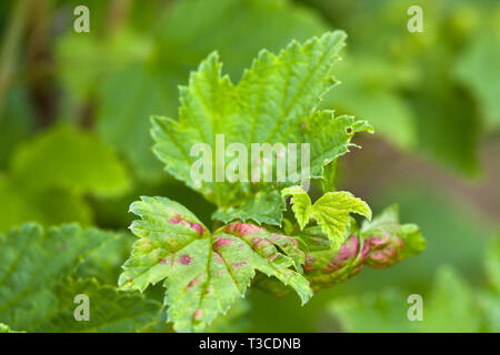 Ill foglie di ribes rosso infettate da afidi gallico (messa a fuoco selettiva utilizzato) Foto Stock